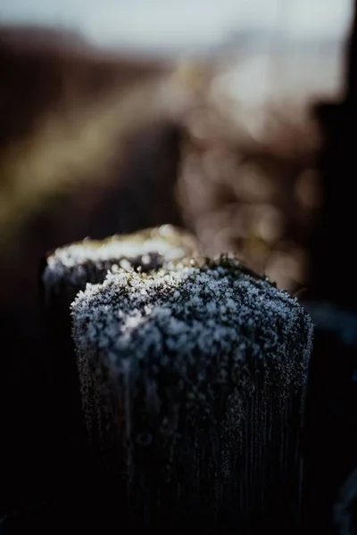 冬の霜の垂直ショット — ストック写真