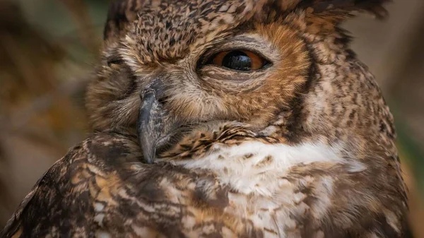 Closeup Owl Colombian Bird Sanctuary Located Cartagena Indias — Stock Photo, Image