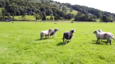 Kuzey Yorkshire, İngiltere 'de yeşil çim tarlasında koşan koyunların hava görüntüsü