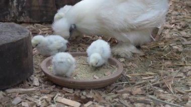 Beyaz bir anne tavuk ve civcivlerinin çiftlikteki yakın çekimi.