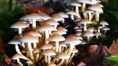 Bir orman zemininde küçük mantar kümelerinin yakın plan çekimi.