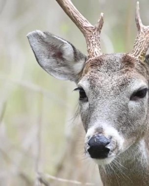 Ormanda yürüyen boynuzları olan bir geyiğin yakın çekimi.