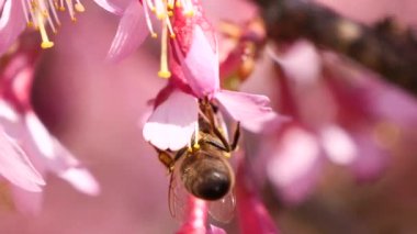 Pembe bir çiçekte nektar toplayan bal arısına yakın plan..