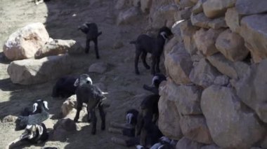 Todgha Gorge, Fas 'taki kara keçiler..