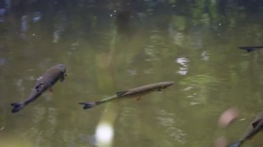 Gölette yüzen küçük bir grup şişko. Squalius cephalus.