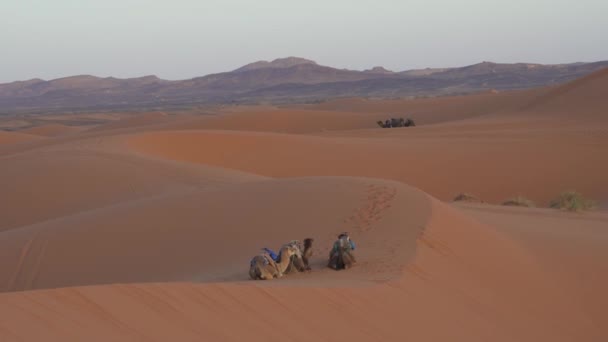 Las Caravanas Camellos Desierto Del Sahara Atardecer Cerca Del Pueblo — Vídeos de Stock