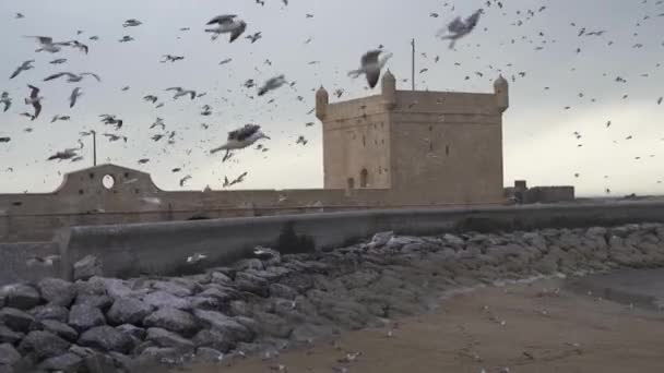 Стая Чаек Летающих Высоко Над Портом Скала Сувейра Марокко — стоковое видео