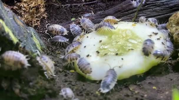 Close View Tiny Isopods Feeding Cucumber Slice — Stock Video