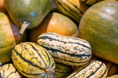 Renkli balkabağı yığınının yakın çekimi - sonbahar hasadı