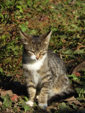 Tarladaki çizgili bir kedinin dikey görüntüsü.