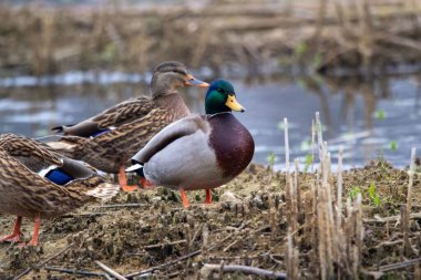 Nehrin kenarında duran iki sevimli yaban ördeği.