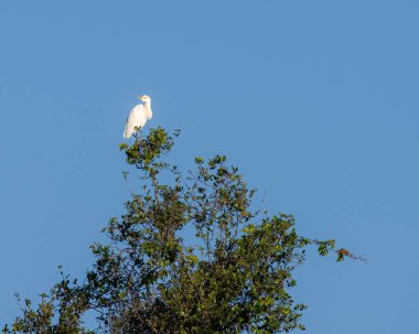 Mavi gökyüzünün altındaki ağacın tepesinde bir Ibis kuşu