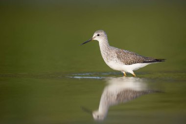 Daha az sarı bacaklı bir kuş sığ sularda duruyor