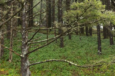 Ormandaki ağaçların yakın çekimi.