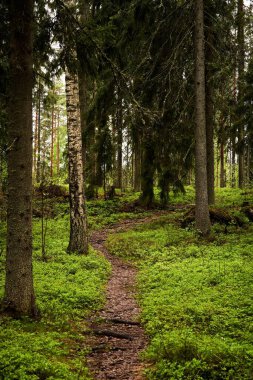 Yoğun ağaçlarla çevrili bir orman yolu.