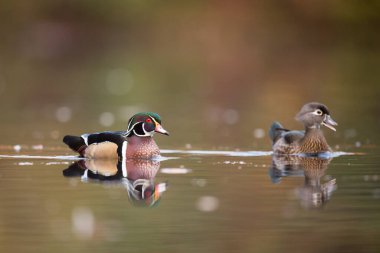 Wood Ducks 'ın suda yüzerken yakın plan bir fotoğrafı.