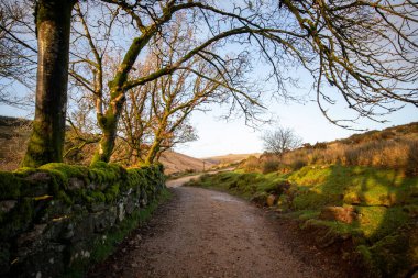 Duvarın ve ağaçların yanındaki parkta yol