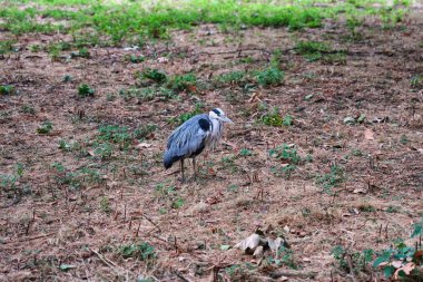 Parktaki yeşil çimlerde duran gri balıkçıl.