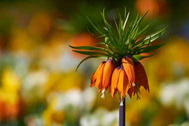 Bulanık bir arkaplanda turuncu bir Crown Imperial (Fritillaria Imperialis) 'in seçici bir çekimi