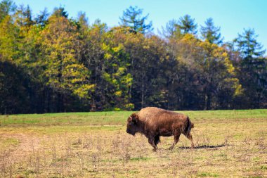 Almanya 'nın ortasında Stangerode yakınlarındaki doğa parkında bir bizon manzarası