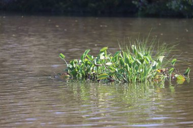Suda büyüyen bitkilerin yakın plan çekimi.
