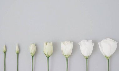 Gri arkaplanda, üzerinde kopya alanı olan güzel beyaz çiçek açma işlemi
