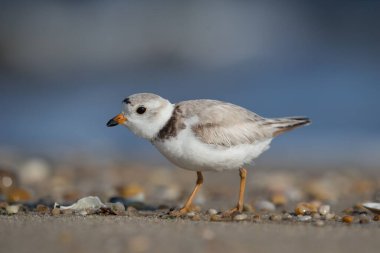 Bir Piping Plover kuşunun yakın plan çekimi.