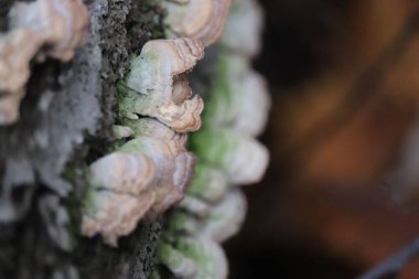 Trametes versicolor ile kaplanmış bir ağaç kabuğunun yakın çekimi