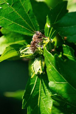 Yeşil bir bitkinin üzerinde bacaklarında polen olan bir arı makrosu.