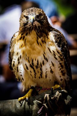 İnsan elinin üzerine tünemiş bir şahinin dikey görüntüsü.