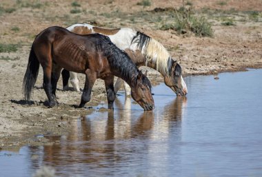 Cody, Wyoming 'deki McCullough Tepeleri' ndeki gölet suyundan su içen iki at.