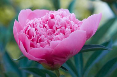 Pembe şakayık çiçeğinin güzel bir yakın çekimi