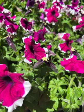 Mor beyaz petunyaların seçici odak noktası bahçede yeşil yaprakların arasında açan parlak güneş ışığı.