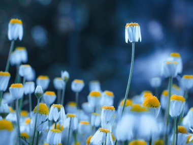 A close up of beautiful Chamomile flowers on a blurred, blue background clipart