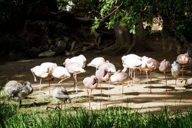 Güneşli bir günde yerde bir grup flamingo.