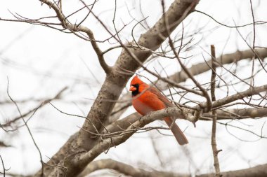Kuru bir ağaca tünemiş parlak turuncu bir kardinalin alçak açılı görüntüsü.