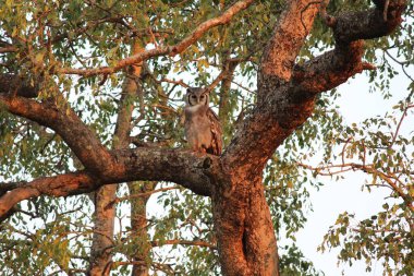 Baykuş (Strigiformes) ağaçta tünemiş kahverengi desenli güneş ışınlarıyla aydınlatılır.