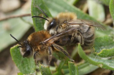 Colletes Cunicularius arılarının çiftleşmedeki yakın çekimi.
