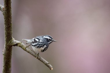 Bulanık bir arkaplanda bir dala tünemiş siyah beyaz bir bülbül yakın çekim