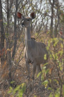 Güney Afrika 'da Sabi kumlarında genç bir akudu' nun dikey yakın çekimi.