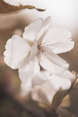 Bulanık bir arka planda kiraz çiçeğinin makro çekimi. Duvar kağıdı için harika.