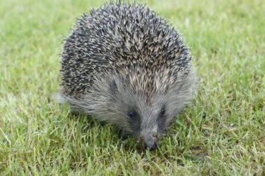 Genç Avrupalı kirpinin tarlada yürüdüğü yakın plan bir fotoğraf.