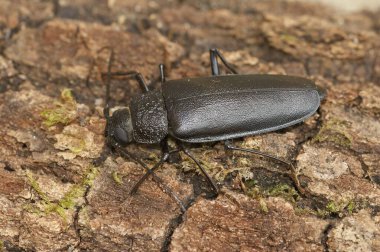 Kara bir eritenin makro görüntüsü ahşap bir yüzey üzerindeki uzun boynuzlu böceğin görüntüsü.