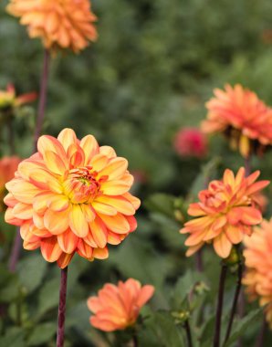 Bulanık bir arkaplanda portakal çiçeği dikey çekimi