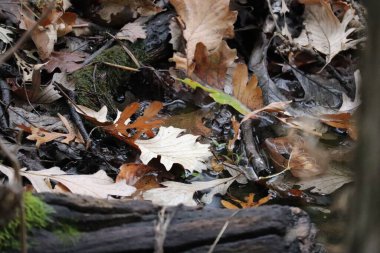 Kuru kahverengi yaprakları ağaç köklerine yakın çekim