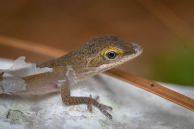 Bebek Carolina Anole 'un derisi dökülüyor