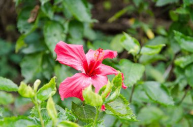 Hibiscus rosa-sinensis Linn,Because the flower color is mostly red, it is commonly known as big red flower in Lingnan area of China.