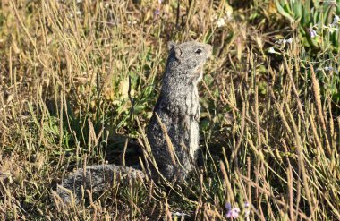 Otların arasında poz veren sevimli küçük bir sincap..