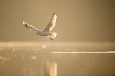 Yüzük gagalı bir martı, sabahın erken saatlerinde sakin bir su üzerinde parlayan bir su sıçratarak sudan dışarı fırlıyor.