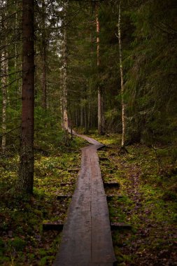 Yeşil ormandaki ağaçlar arasındaki tahta yolun dikey görüntüsü.